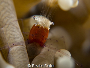 Popcorn shrimp by Beate Seiler 